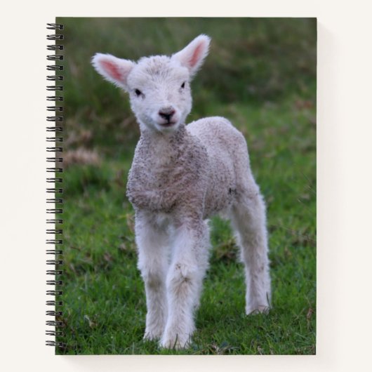 Lamb Baby Sheep Farm Notizblock (Vorderseite)