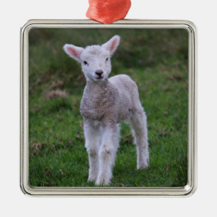Lamb Baby Sheep Farm Ornament Aus Metall