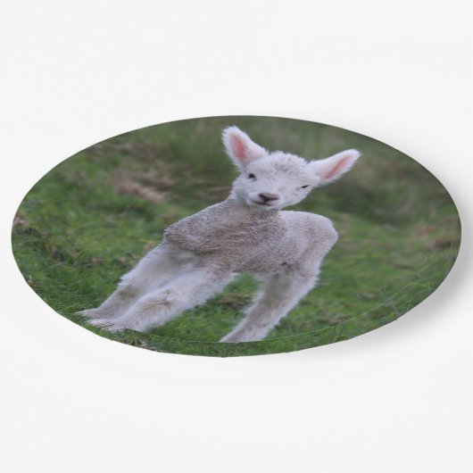 Lamb Baby Sheep Farm Pappteller (Schrägansicht)