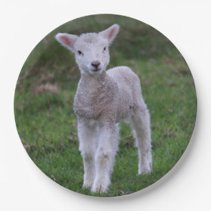 Lamb Baby Sheep Farm Pappteller