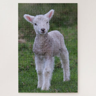 Lamb Baby Sheep Farm Puzzle