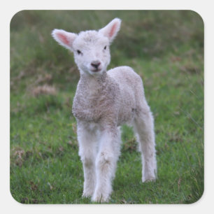 Lamb Baby Sheep Farm Quadratischer Aufkleber