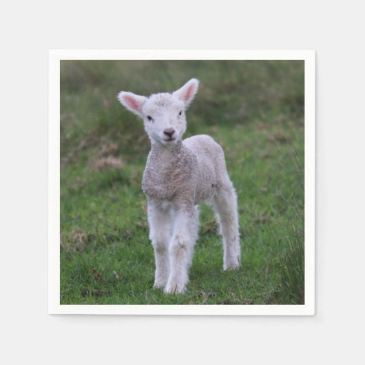 Lamb Baby Sheep Farm Serviette (Vorderseite)