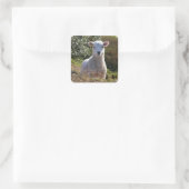 Lamb-Foto-Sticker Quadratischer Aufkleber (Tasche)