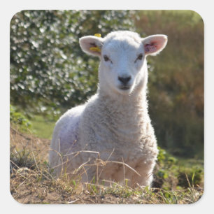 Lamb-Foto-Sticker Quadratischer Aufkleber