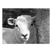 LAMB FOTODRUCK (Vorne)