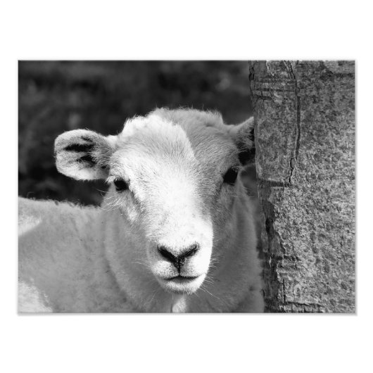 LAMB FOTODRUCK (Vorne)