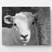 LAMB FOTOPLATTE (Vorderseite)