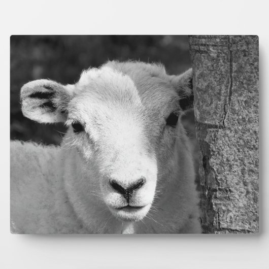 LAMB FOTOPLATTE (Vorderseite)