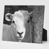 LAMB FOTOPLATTE (Seite)