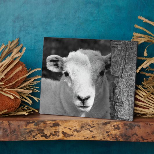 LAMB FOTOPLATTE (Seite)