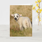 Lamb-Geburtstagskarte Karte (Gelbe Blume)
