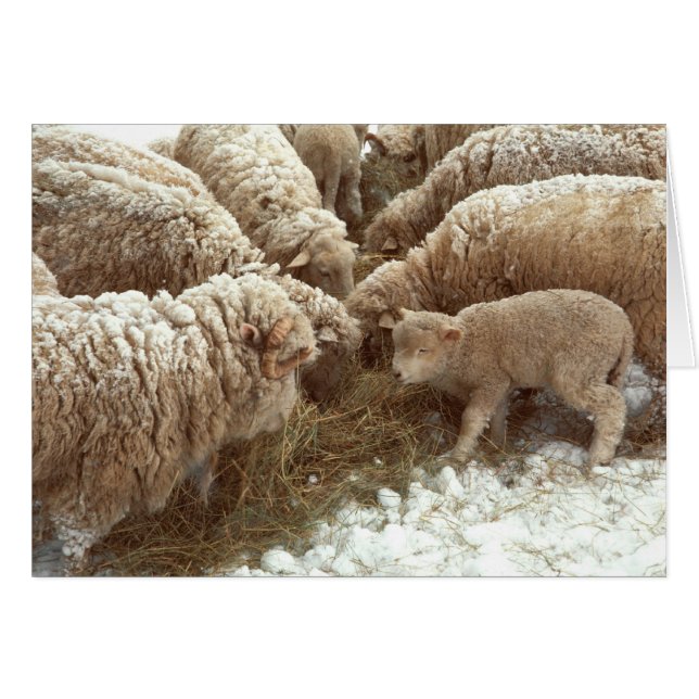 Lamb-Grußkarte (Vorderseite (Horizontal))
