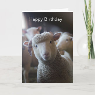 Lamb Happy Birthday Card Karte