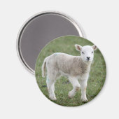 LAMB MAGNET (Vorderseite/Rückseite)