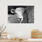 LAMB POSTER (Küche)