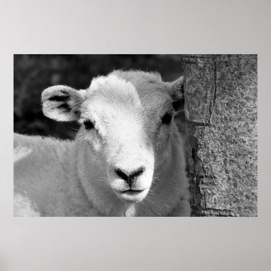 LAMB POSTER (Vorne)