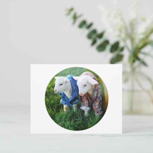 Lamb-Postkarte Postkarte (Stehend Vorderseite)