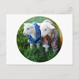 Lamb-Postkarte Postkarte