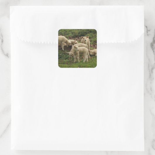 Lamb-Square-Aufkleber Quadratischer Aufkleber (Tasche)