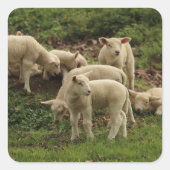 Lamb-Square-Aufkleber Quadratischer Aufkleber (Vorderseite)
