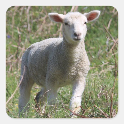 Lamb-Square-Aufkleber Quadratischer Aufkleber (Vorderseite)