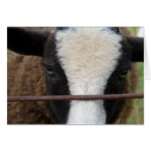 Lambchops (Vorderseite (Horizontal))