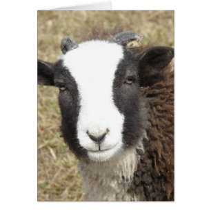 Lambchops