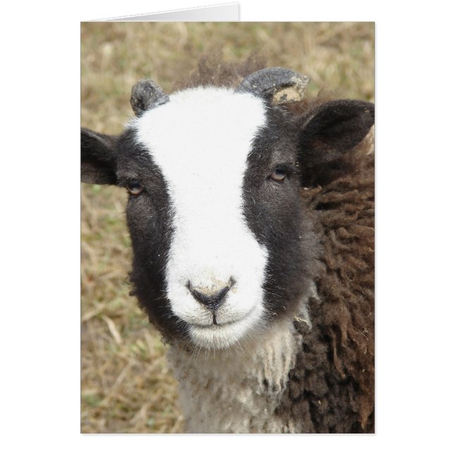 Lambchops (Vorne)