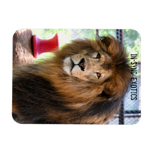 Lamber Magnet (Horizontal)