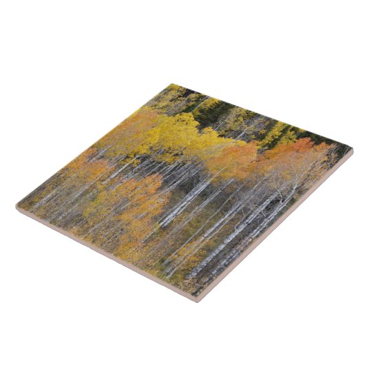 Lambert Hollow, Aspen Fliese (Seite)