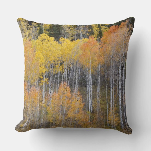 Lambert Hollow, Aspen Kissen (Vorderseite)