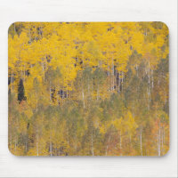 Lambert Hollow, Aspen
