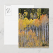 Lambert Hollow, Aspen Postkarte (Vorne/Hinten)