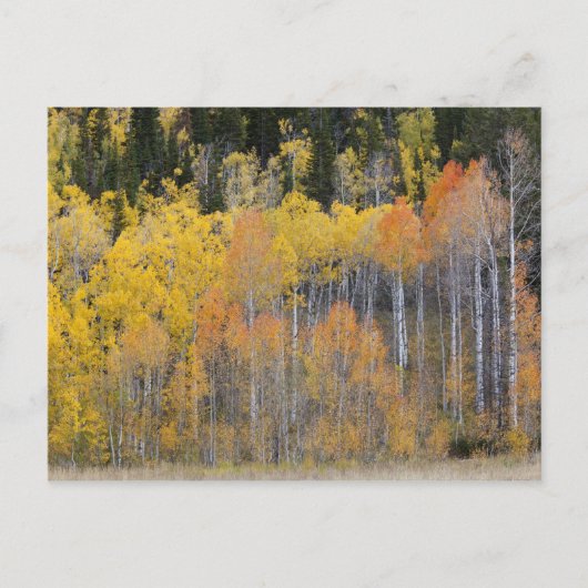 Lambert Hollow, Aspen Postkarte (Vorderseite)