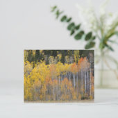 Lambert Hollow, Aspen Postkarte (Stehend Vorderseite)