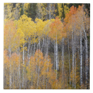 Lambert Hollow, Espen Fliese
