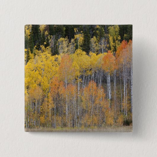 Lambert Hollow, Espenbäume Button (Vorderseite)