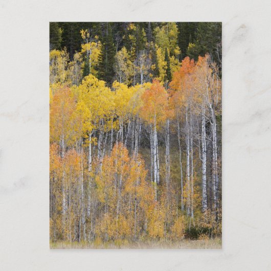 Lambert Hollow, Espenbäume Postkarte (Vorderseite)