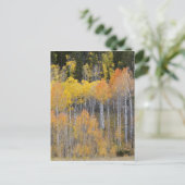 Lambert Hollow, Espenbäume Postkarte (Stehend Vorderseite)