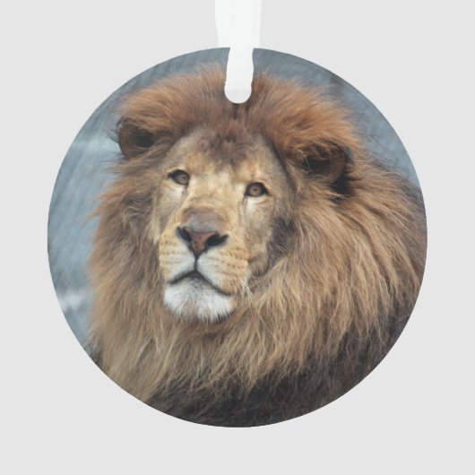 Lambert - ornament (Rückseite)