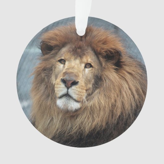 Lambert - ornament (Vorderseite)