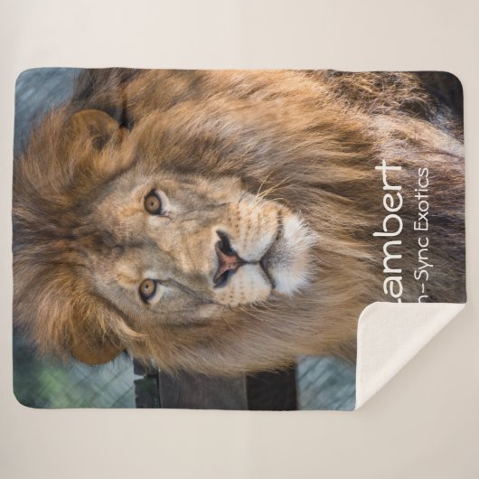 Lambert -  sherpadecke (Vorderseite (Horizontal))