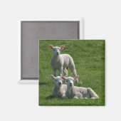 Lambs Magnet (Vorderseite/Rückseite)