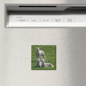 Lambs Magnet (In Situ (Geschirrspüler))