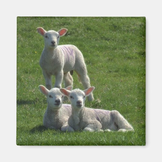 Lambs Magnet (Vorne)
