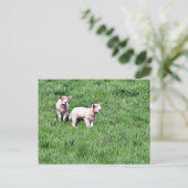 Lambs Sheep Postkarte (Stehend Vorderseite)