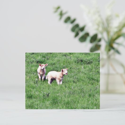 Lambs Sheep Postkarte (Stehend Vorderseite)