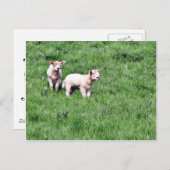 Lambs Sheep Postkarte (Vorne/Hinten)