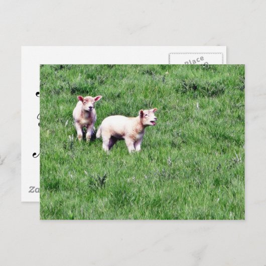 Lambs Sheep Postkarte (Vorne/Hinten)